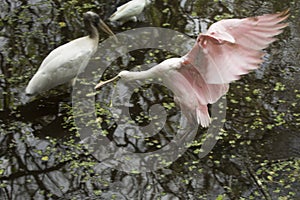 Roseate spoonbill landing near a wood stork, everglades.