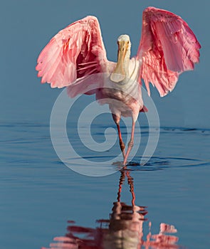 Rosa fabricante de cucharas parcelas de tierra alas expandir 