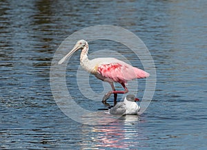 Roseate Spoonbill and Laughing Gull