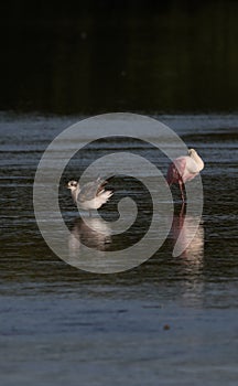 Roseate Spoonbill and Laughing Gull, J.N. ``Ding`` Darling Nati