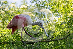 Roseate Spoonbill on a limb