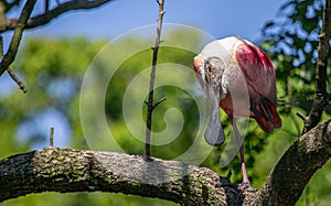 Roseate Spoonbill on a limb