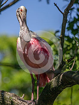 Roseate Spoonbill on a limb