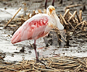 Roseate Spoonbill in marshland