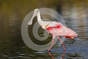 Roseate Spoonbill - Merritt Island Wildlife Refuge, Florida