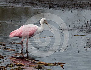 Roseate Spoonbill
