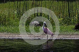 Roseate Spoonbill Myakka River State Park Florida USA