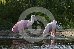 Roseate Spoonbill Myakka River State Park Florida USA