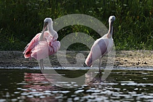 Roseate Spoonbill Myakka River State Park Florida USA