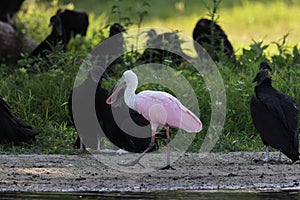 Roseate Spoonbill Myakka River State Park Florida USA