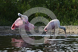 Roseate Spoonbill Myakka River State Park Florida USA