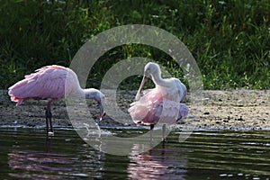 Roseate Spoonbill Myakka River State Park Florida USA