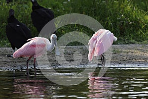 Roseate Spoonbill Myakka River State Park Florida USA