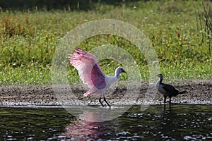 Roseate Spoonbill Myakka River State Park Florida USA