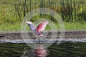 Roseate Spoonbill Myakka River State Park Florida USA