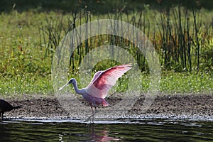 Roseate Spoonbill Myakka River State Park Florida USA