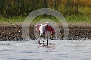 Roseate Spoonbill Myakka River State Park Florida USA