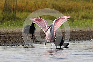 Roseate Spoonbill Myakka River State Park Florida USA