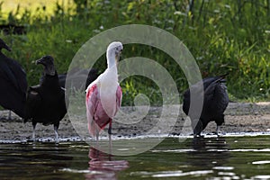 Roseate Spoonbill Myakka River State Park Florida USA