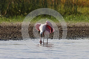 Roseate Spoonbill Myakka River State Park Florida USA