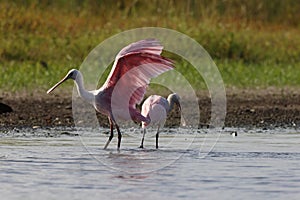 Roseate Spoonbill Myakka River State Park Florida USA