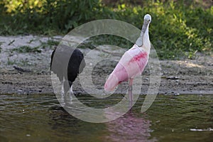 Roseate Spoonbill Myakka River State Park Florida USA