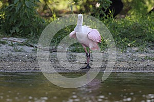 Roseate Spoonbill Myakka River State Park Florida USA