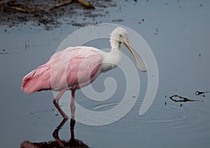 Roseate Spoonbill