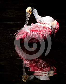 Roseate Spoonbill in Northern Florida