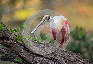 Roseate Spoonbill in Northern Florida