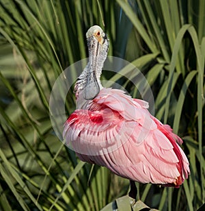 Roseate Spoonbill in Northern Florida