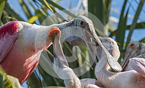 Roseate Spoonbill in Northern Florida