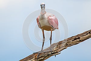 A roseate spoonbill at Orlando Wetlands park