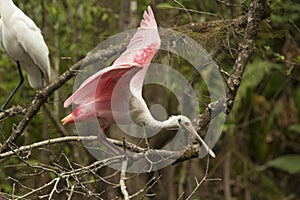 Roseate spoonbill perched on a branch in the Florida Everglades.