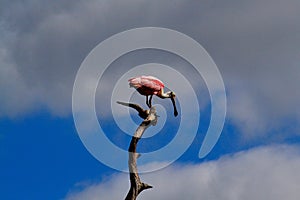 Roseate Spoonbill (Platalea ajaja) perched on a branch.