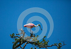 Roseate Spoonbill Perches in a Tree