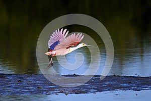 Roseate spoonbill, platalea ajaja photo