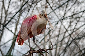 The roseate spoonbill, Platalea ajaja