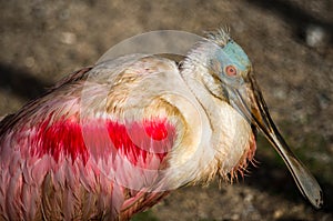 The roseate spoonbill, Platalea ajaja