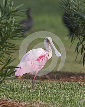 Roseate Spoonbill, Platalea ajaja