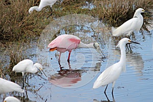 Roseate Spoonbill (Platalea ajaja)