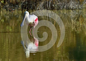 The Roseate Spoonbill, Platalea ajaja,