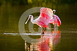 Roseate spoonbill (Platalea ajaja)