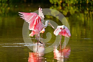 Roseate spoonbill (Platalea ajaja)