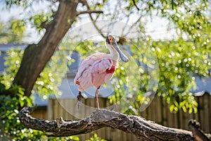 Roseate spoonbill Platalea ajaja