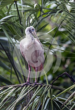 Roseate Spoonbill (Platalea ajaja or Ajaia ajaja):