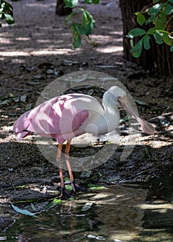 Roseate Spoonbill (Platalea ajaja) in the Americas