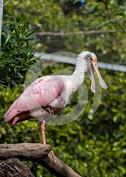 Roseate Spoonbill (Platalea ajaja) in the Americas