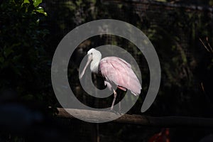 Roseate Spoonbill (Platalea ajaja) in the Americas