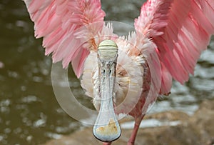 Roseate spoonbill Platalea ajaja bird with wings spread photo
